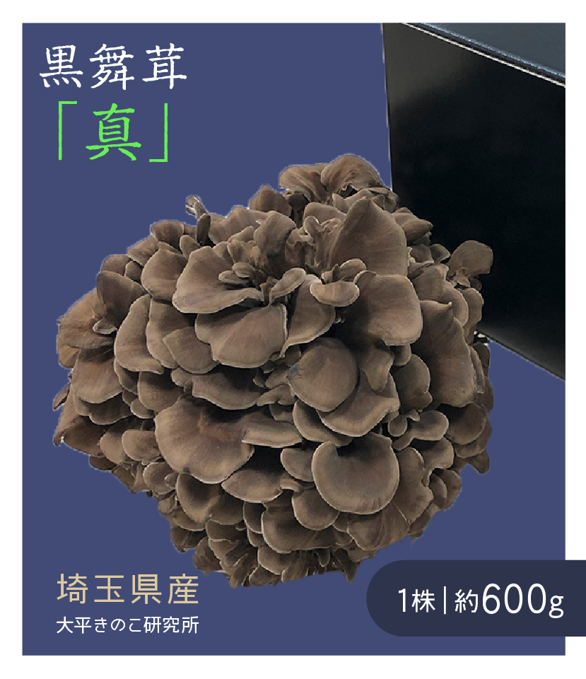 黒舞茸 「真」 化粧箱