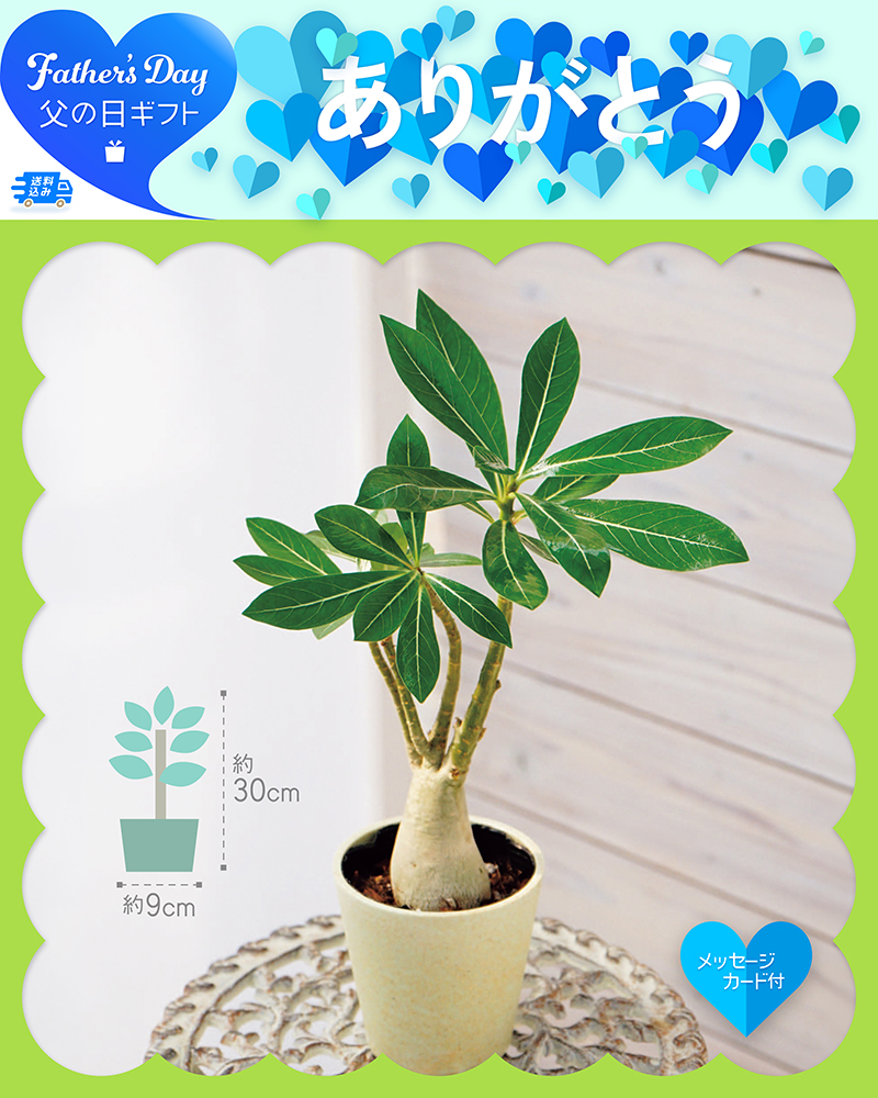 父の日 アデニウム