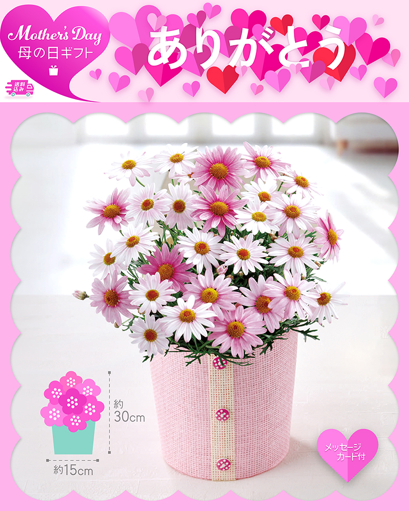 母の日 マーガレット さくらべーる