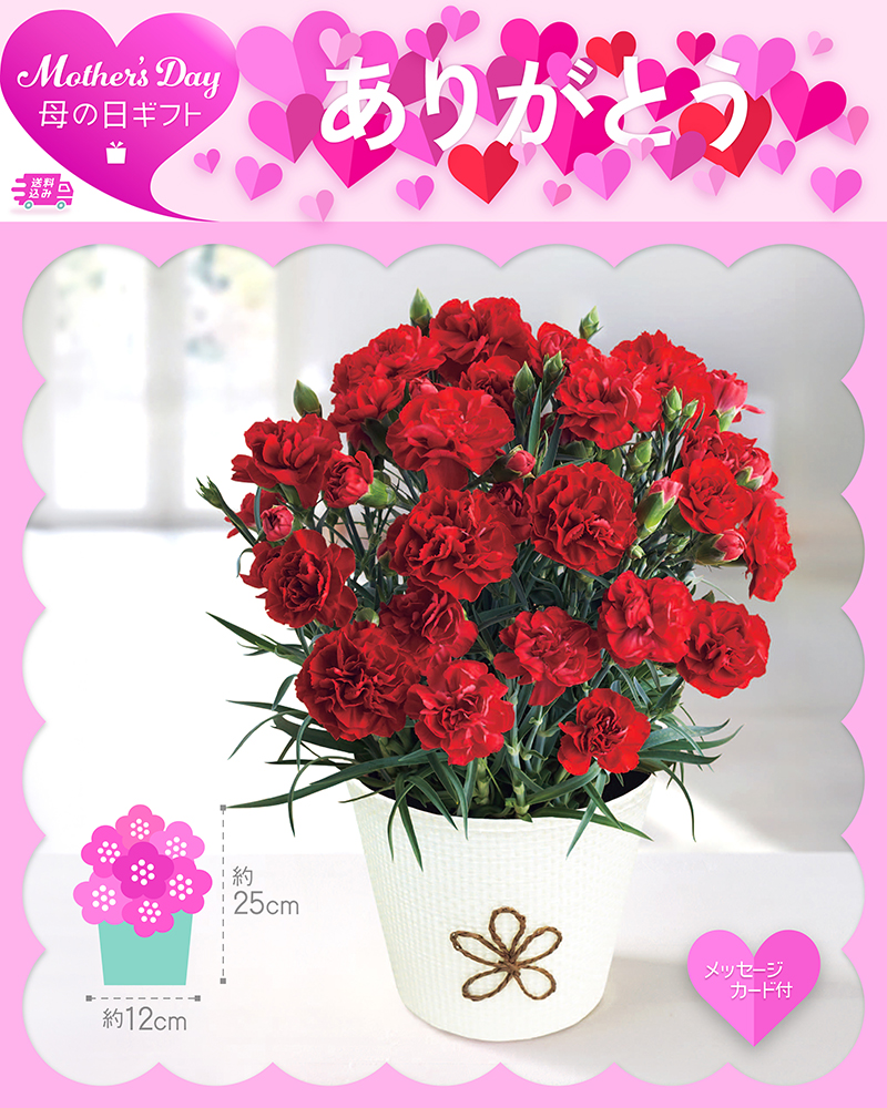 母の日 カーネーション 感謝の気持ち