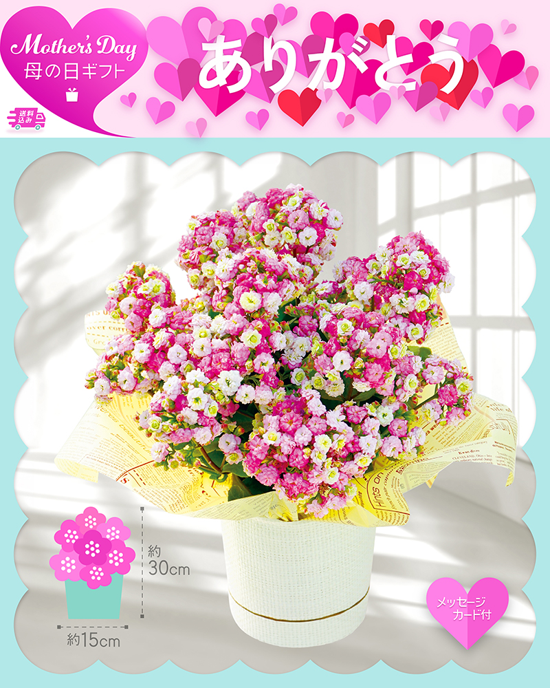 母の日 カランコエ メイリーブーケ