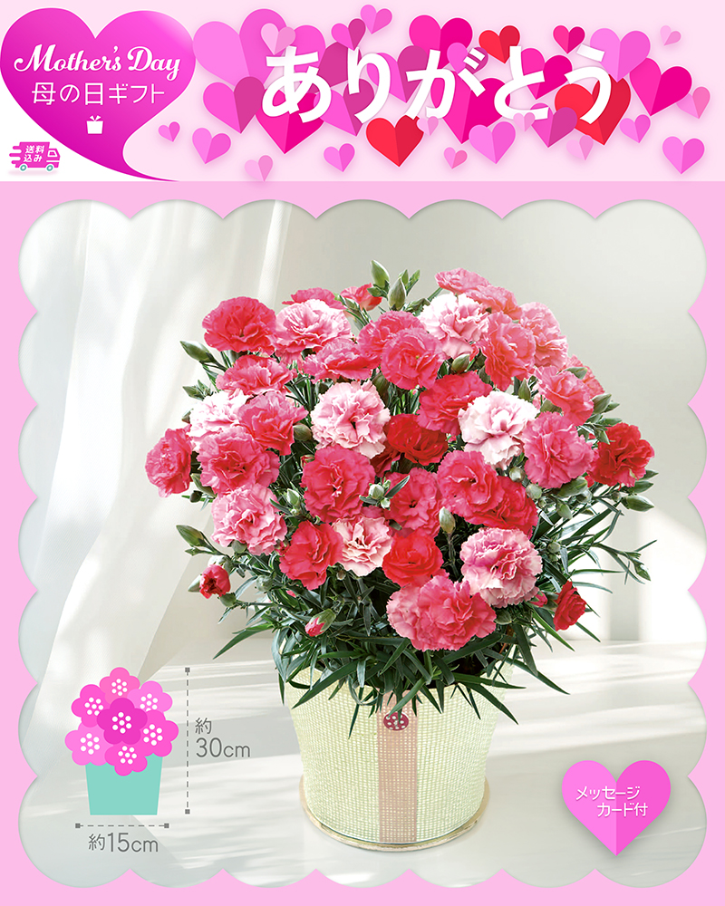 母の日 カーネーション さくらもなか