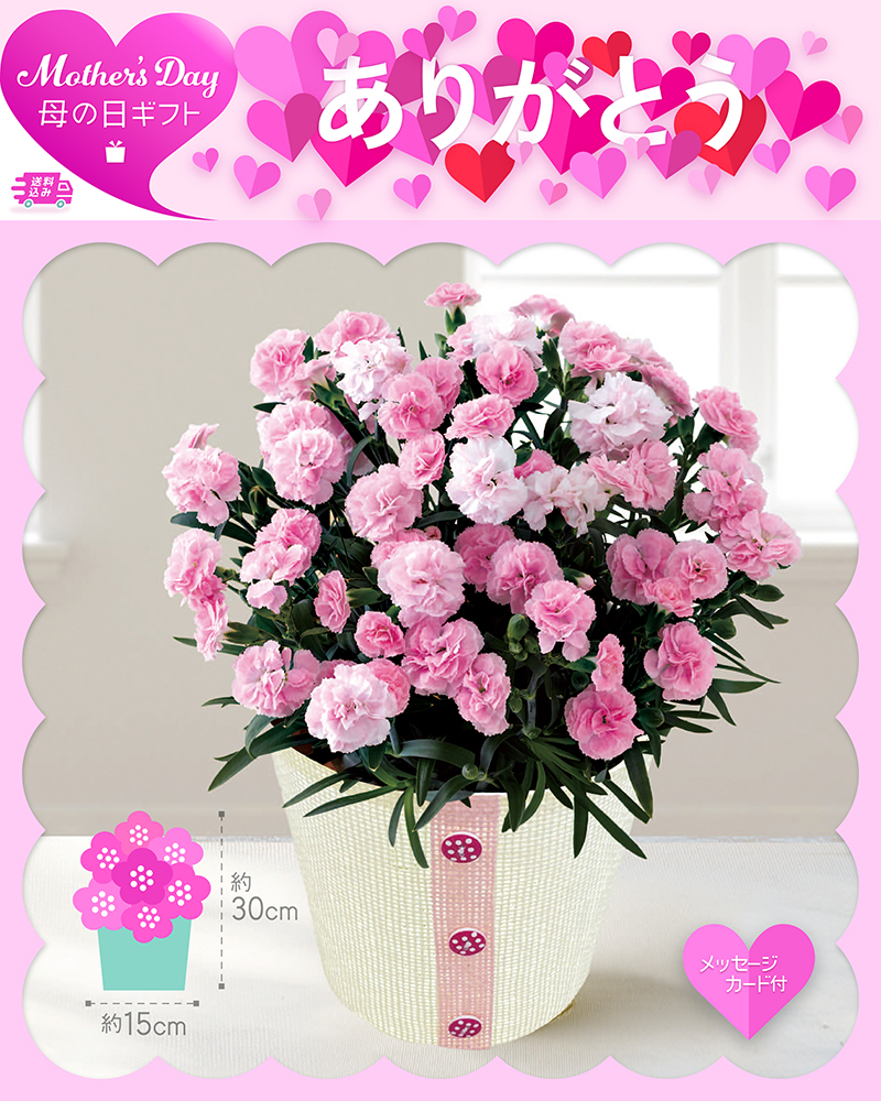 母の日 カーネーション バンビーノ