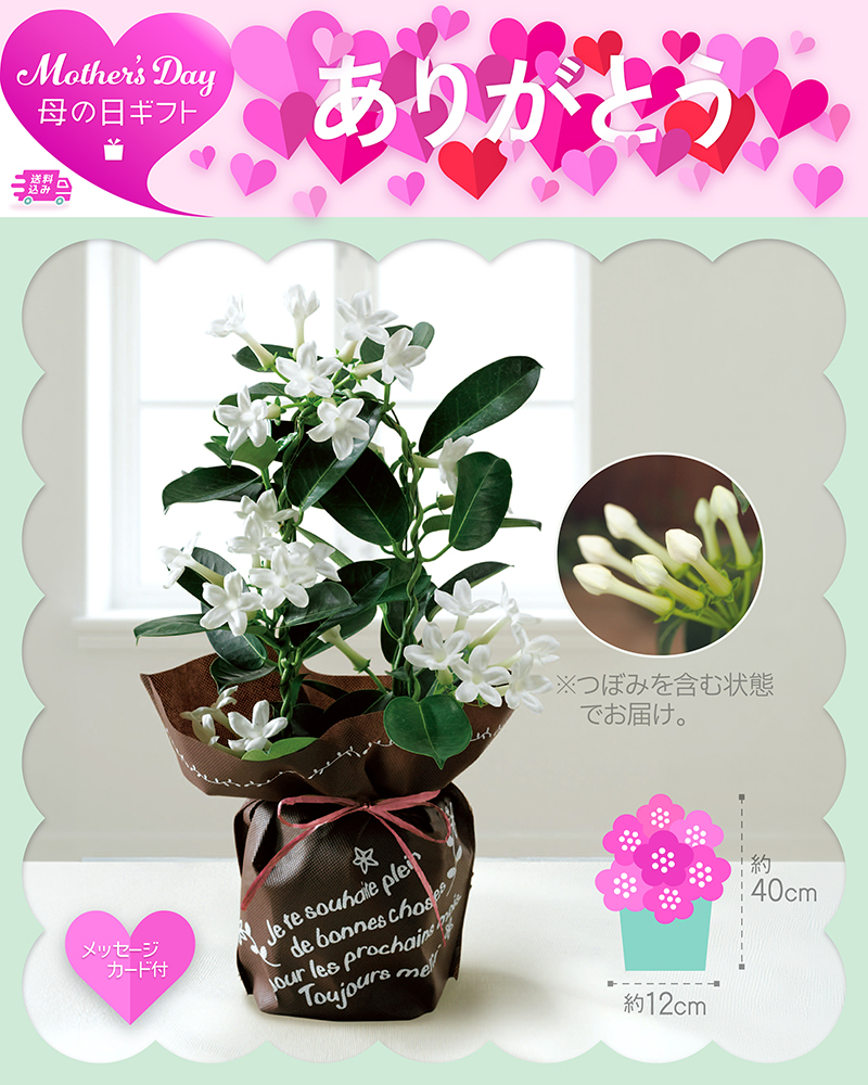 母の日 マダガスカルジャスミン