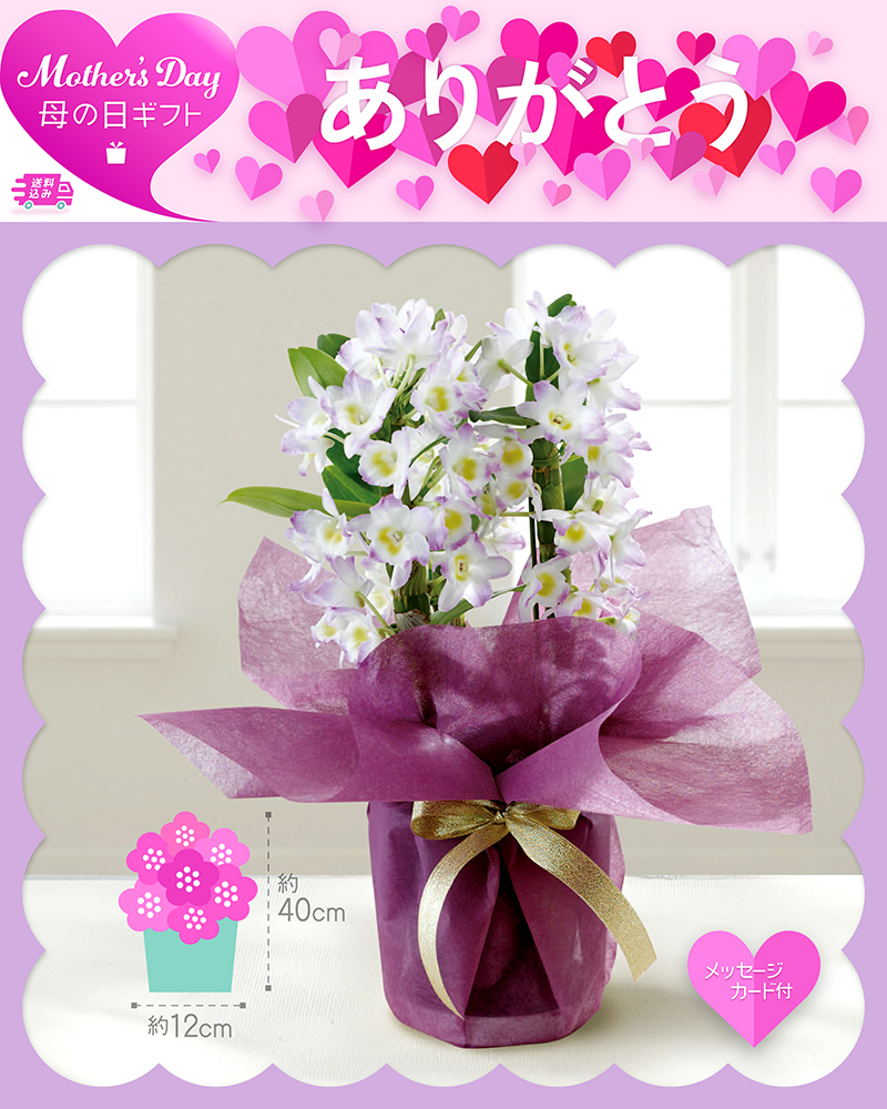 母の日 デンドロビウム 桃系