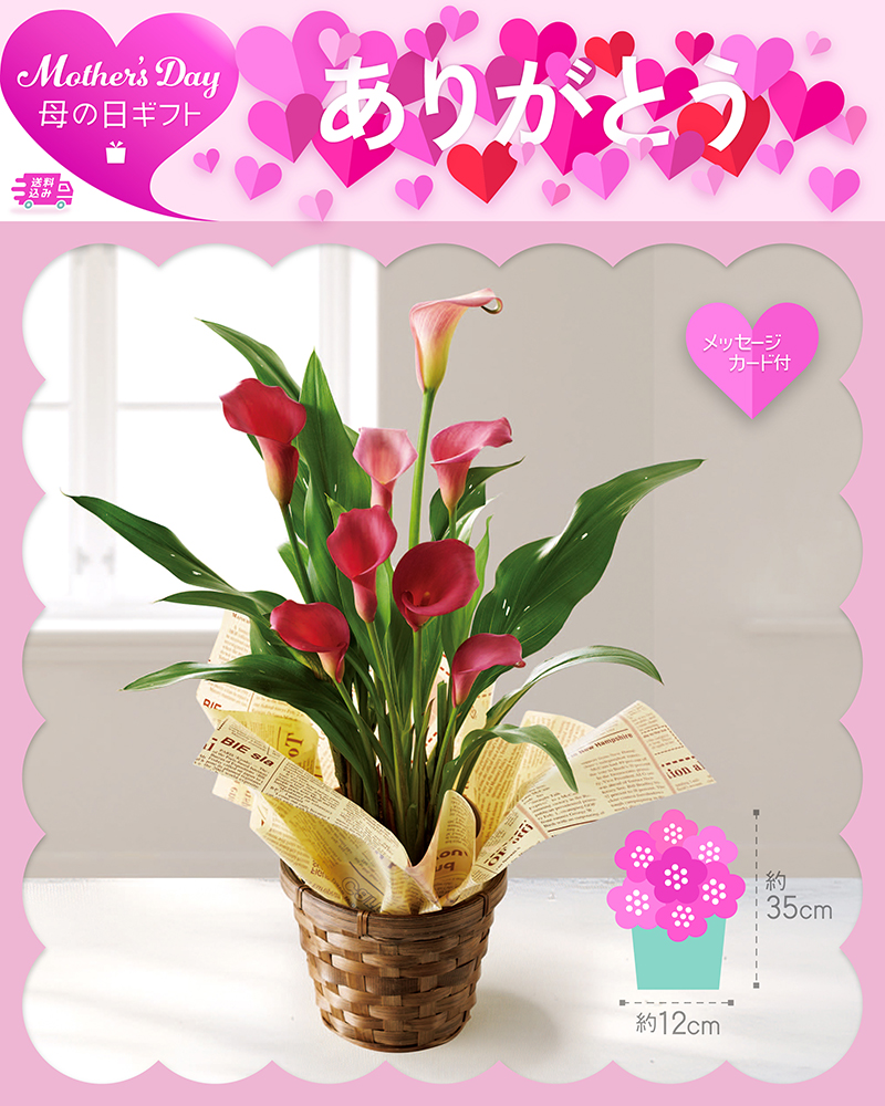 母の日 カラー チェリーソルベ