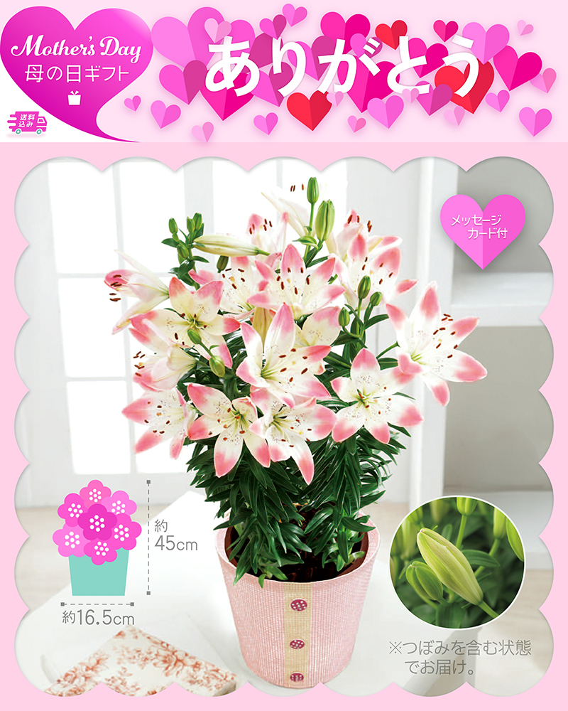 母の日 ユリ シュガーラブ