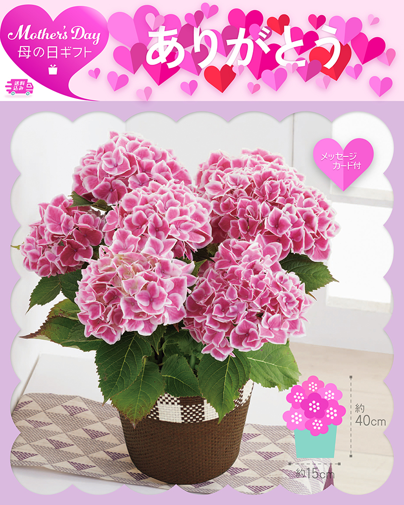 母の日 アジサイ ファーストレディ