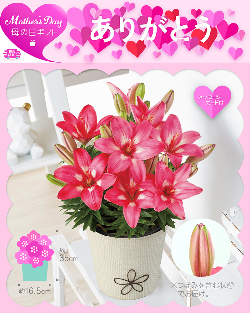 母の日 ユリ ロザリン