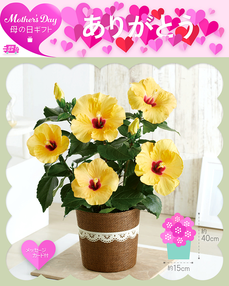 母の日 ハイビスカス アドニスイエロー