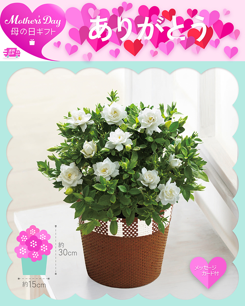 母の日 ガーデニア