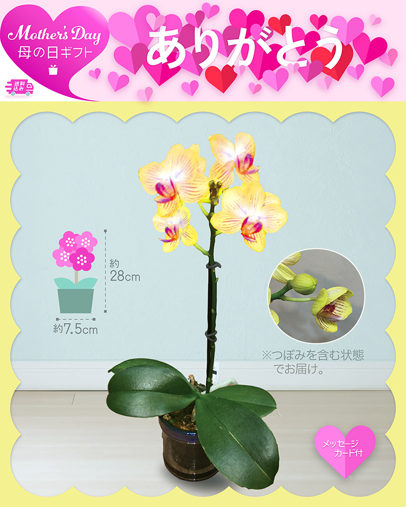 母の日 マイクロ胡蝶蘭 ゴールドベイビー
