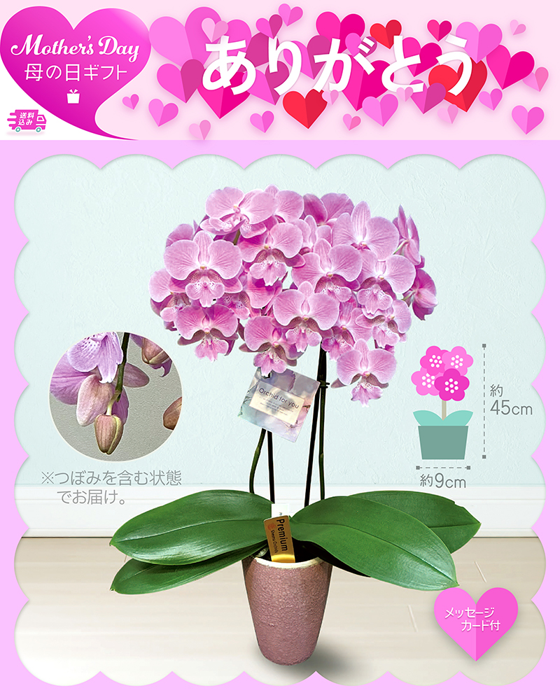 母の日 胡蝶蘭 ビックリップキティ