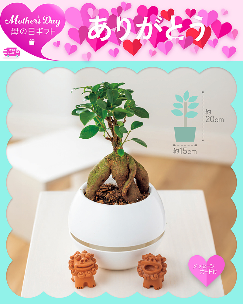 母の日 ガジュマル シーサー