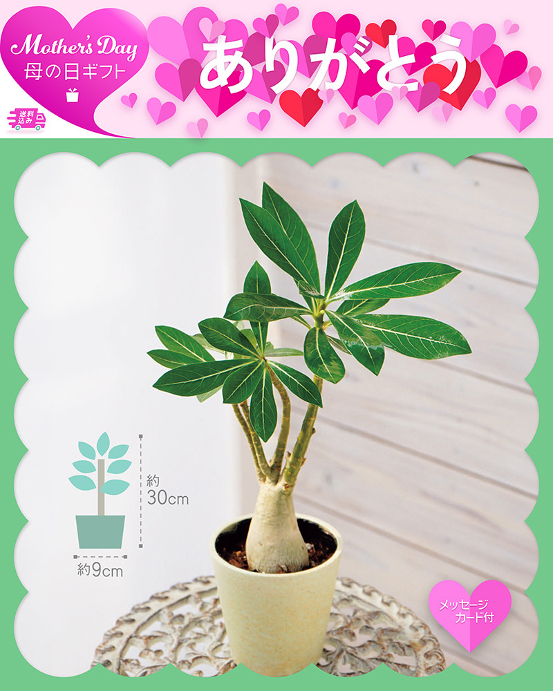 母の日 アデニウム