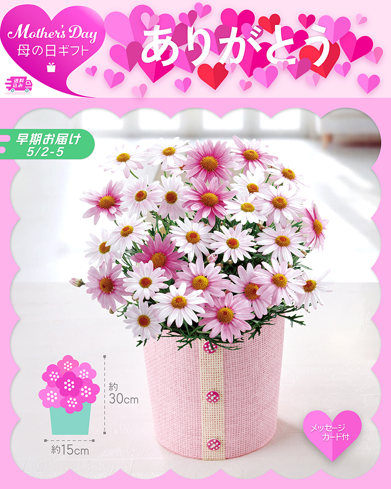 早期お届け 母の日 マーガレット さくらべーる