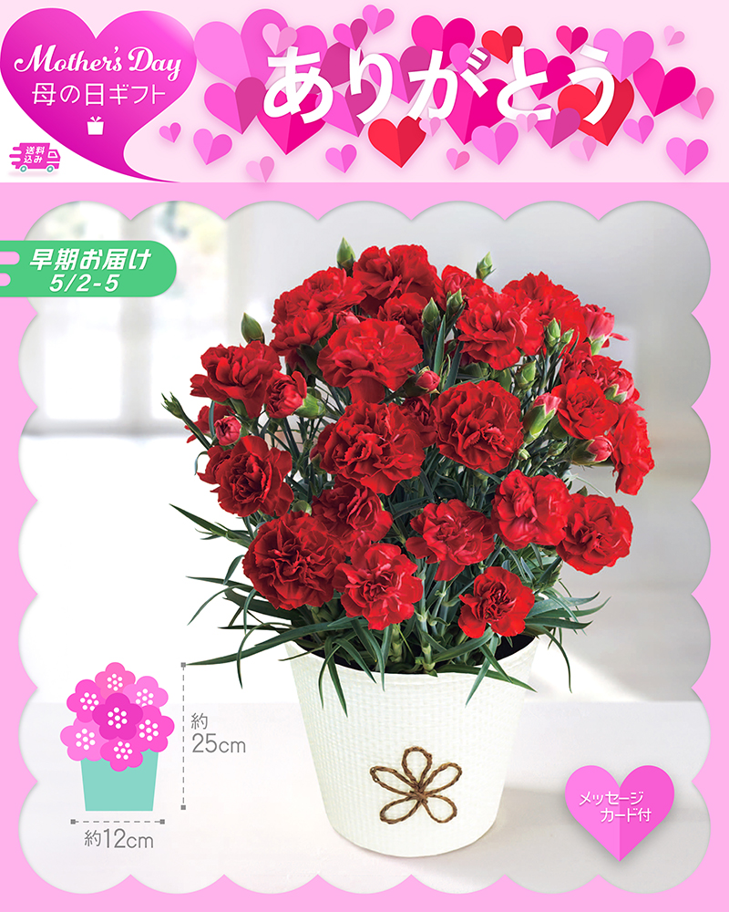 早期お届け 母の日 カーネーション 感謝の気持ち