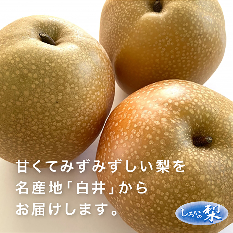 豊水梨ギフト 5kg 千葉県白井産