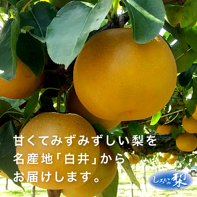 あきづき梨ギフト 5kg 千葉県白井産
