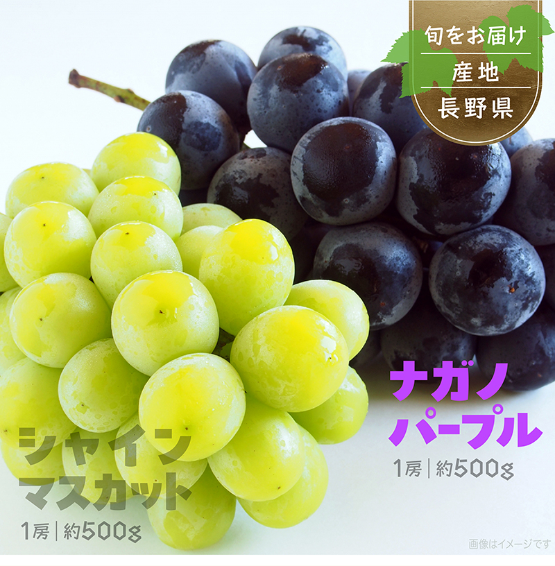 シャインマスカット1房・ナガノパープル1房セット ぶどうギフト 化粧箱入 長野県産 