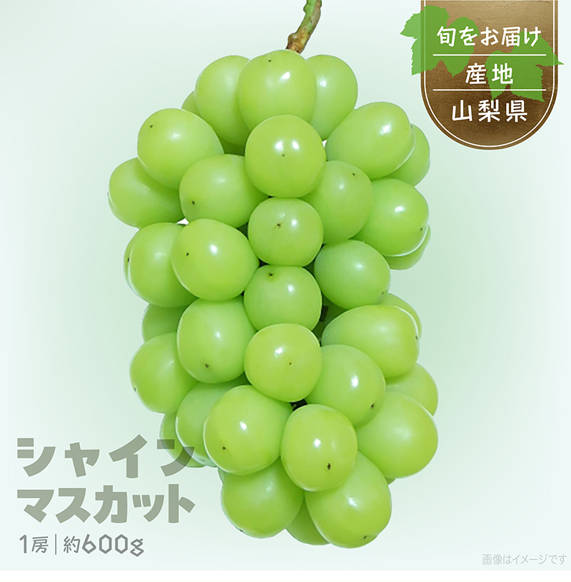 シャインマスカット 1房 ぶどうギフト 化粧箱入 山梨県産 