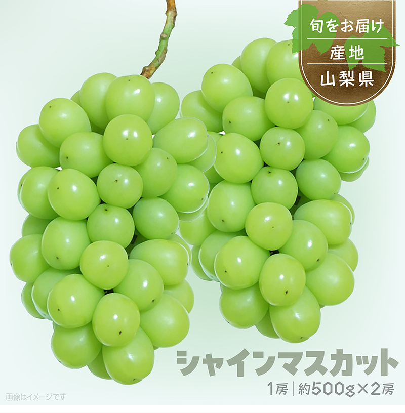 シャインマスカット 2房 ぶどうギフト 化粧箱入 山梨県産 