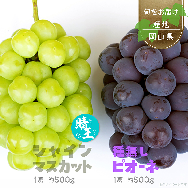 シャインマスカット〈晴王〉1房・種無しピオーネ1房セット ぶどうギフト 化粧箱入 岡山県産 