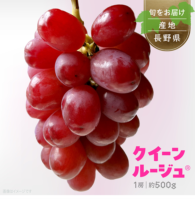 クイーンルージュ 1房 ぶどうギフト 化粧箱入 長野県産 
