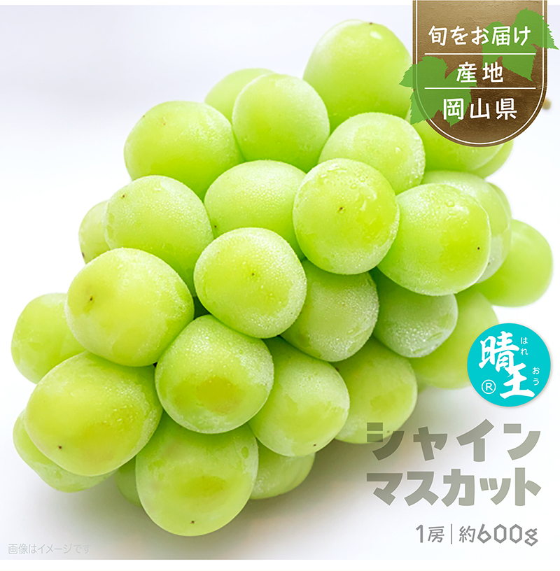 シャインマスカット〈晴王〉1房 ぶどうギフト 化粧箱入 岡山県産