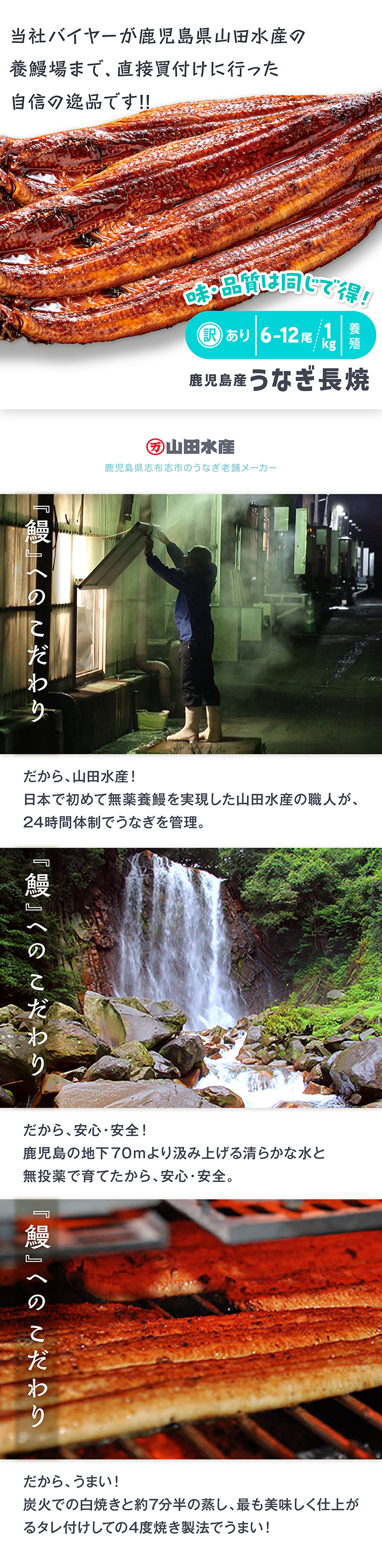 鹿児島産 訳あり うなぎ長焼き 養殖 約1kg 6～12尾